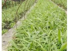 藥材種苗白芨苗多少錢一株？圖1