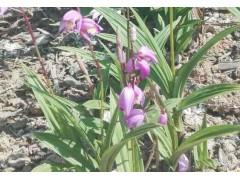 藥材種苗白芨苗多少錢(qián)一株？圖3