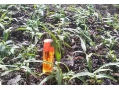 白芨苗基地專業(yè)經(jīng)營(yíng)@白芨組培瓶裝苗*滇丹參種植公司圖1