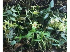 白芨苗基地專業(yè)經(jīng)營(yíng)@白芨組培瓶裝苗*滇丹參種植公司圖3