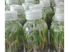 大理白芨供應信息_白芨種植企業(yè)圖2