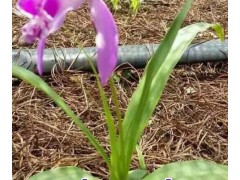 大理白芨供應信息_白芨種植企業(yè)圖3