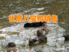 八寶鴨養(yǎng)殖場(chǎng)@八寶鴨養(yǎng)殖銷售行情%云南八寶鴨網(wǎng)*圖1