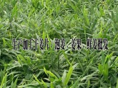 生姜批發(fā)價格&云南紅河泡姜價 格*干姜片價格*紅河州屏邊姜廠圖1