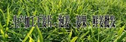 干姜代賣&紅河州干姜%云南泡姜、姜果、鮮姜*干姜片批發(fā)加工廠
