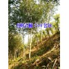 云南華山松哪里有售|6-20公分華山松|云南紅葉石楠市場價(jià)格