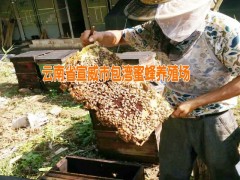 天然蜂膠多少錢|今日蜂蜜行情價格:0871-64155848圖2