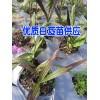 如何選購白芨種苗&白芨中藥材小苗&