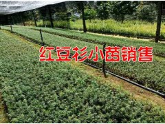 紅豆杉騰沖哪有紅豆杉小苗#紅豆杉價格& 紅豆杉供求信息圖1