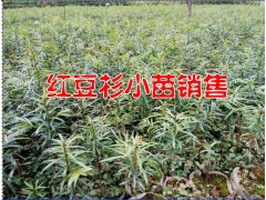紅豆杉騰沖哪有紅豆杉小苗#紅豆杉價格& 紅豆杉供求信息圖2