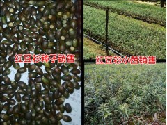 紅豆杉騰沖哪有紅豆杉小苗#紅豆杉價格& 紅豆杉供求信息圖3