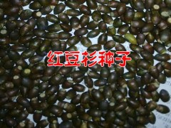 保山騰沖紅豆杉價格$云南紅豆杉種子批發(fā)供應商@騰沖禾木苗圃圖2