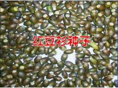 保山騰沖紅豆杉價格$云南紅豆杉種子批發(fā)供應商@騰沖禾木苗圃圖3