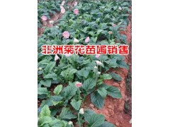 保山非洲菊花批發(fā)廠家*騰沖非洲菊花價(jià)格@保山市騰沖縣禾木苗圃圖3