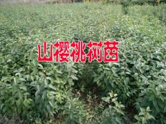 昭通山櫻桃苗木%云南山櫻桃樹(shù)苗怎么賣(mài)？適合云南種植山櫻桃樹(shù)苗圖2