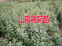 昭通山櫻桃苗木%云南山櫻桃樹(shù)苗怎么賣(mài)？適合云南種植山櫻桃樹(shù)苗圖3