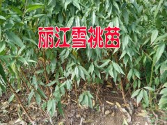 適合云南昭通種植的雪桃樹(shù)苗#昭通雪桃樹(shù)苗多少一棵？圖2