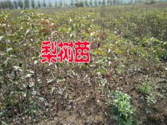 梨樹苗%云南梨樹小苗%適合云南種植的梨樹苗銷售信息圖1
