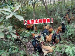 2016新土雜雞供應(yīng)商@土雞/純?yōu)豕请u供應(yīng)信息%優(yōu)質(zhì)土雞圖1