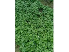 新產(chǎn)的草烏種子多少一斤&麗江大安鄉(xiāng)草烏種子?圖1