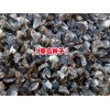 麗江大安鄉(xiāng)草烏小苗什么價格?麗江直桿草烏種苗多少一斤?