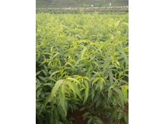 冬桃2016市場(chǎng)報(bào)價(jià)%冬桃種植基地供應(yīng)信息*賓川冬桃多少一斤圖2