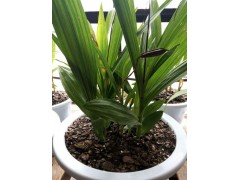 昆明三叉大白芨哪里銷售_三叉大白芨市場(chǎng)報(bào)表_三叉大白芨圖1