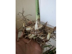 昆明三叉大白芨哪里銷售_三叉大白芨市場(chǎng)報(bào)表_三叉大白芨圖2