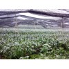 廣西芒果杯苗&芒果樹(shù)幼苗%芒果營(yíng)養(yǎng)袋苗
