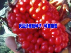 2017年七葉一 枝花又名重樓市場價(jià)格|麻栗坡重樓市場價(jià)圖1
