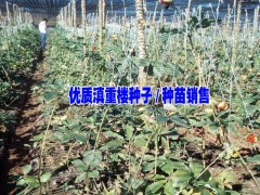 2017年七葉一 枝花又名重樓市場價(jià)格|麻栗坡重樓市場價(jià)圖2