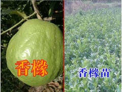 云南香櫞樹(shù)的價(jià)格|香櫞小苗產(chǎn)地批發(fā)|香櫞樹(shù)的藥用價(jià)值圖3