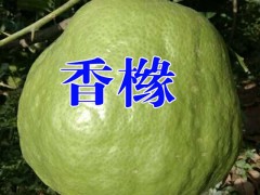 [香櫞樹苗]香櫞樹苗報(bào)價(jià)*香櫞水果多少錢一斤?圖1