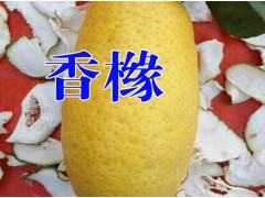 [香櫞樹苗]香櫞樹苗報(bào)價(jià)*香櫞水果多少錢一斤?圖3