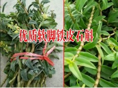 湖南鐵皮石斛|貴州鐵皮石斛種植戶|四川軟腳鐵皮石斛|圖1