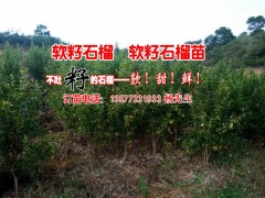 |廣西軟籽石榴樹苗|麗江軟籽石榴樹苗|貴州軟籽石榴小苗圖1