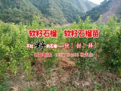 |廣西軟籽石榴樹苗|麗江軟籽石榴樹苗|貴州軟籽石榴小苗圖2