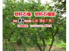 |廣西軟籽石榴樹苗|麗江軟籽石榴樹苗|貴州軟籽石榴小苗圖3
