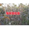 梨樹(shù)苗_今年梨樹(shù)苗_云南紅河哪里有梨樹(shù)苗批發(fā)