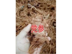 黨參的功效與作用禁忌&曲靖大的黨參批發(fā)市場(chǎng)在哪里%圖1
