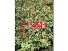 黨參的功效與作用禁忌&曲靖大的黨參批發(fā)市場(chǎng)在哪里%圖3