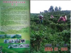 文山麻栗坡縣 哪里有綠茶制品廠圖1
