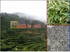 文山丘北哪里有綠茶制品廠圖1