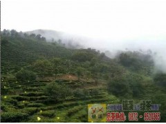 文山富寧哪里有綠茶制品廠(chǎng)圖1