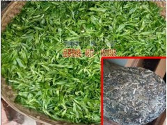 紅河石屏哪里有綠茶制品廠圖1