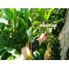 云南草果種苗價(jià)每株賣多少?草果苗批發(fā)市場報(bào)價(jià)表