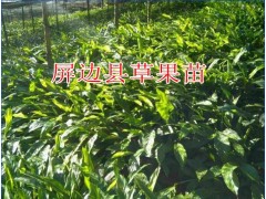 云南草果種苗價每株賣多少?草果苗批發(fā)市場報價表圖2