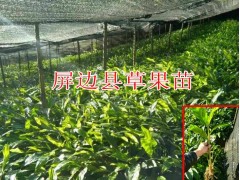云南草果種苗價每株賣多少?草果苗批發(fā)市場報價表圖3