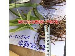 大理彌渡哪里有白芨苗圖1