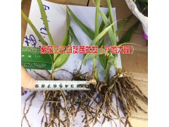 大理永平哪里有白芨苗圖1